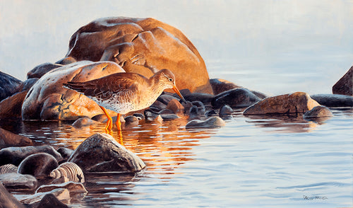 Bird art print of a wading redshank by wildlife artist David Miller