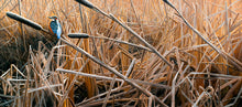 Load image into Gallery viewer, Amongst the Reeds,  Kingfisher