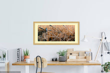 Load image into Gallery viewer, Amongst the Reeds,  Kingfisher