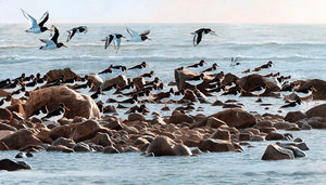 Bird art print of oystercatchers, redshank and turnstone as the tide turns, St. Ishmaels, Carmarthenshire. From an original painting by wildlife artist David Miller. 