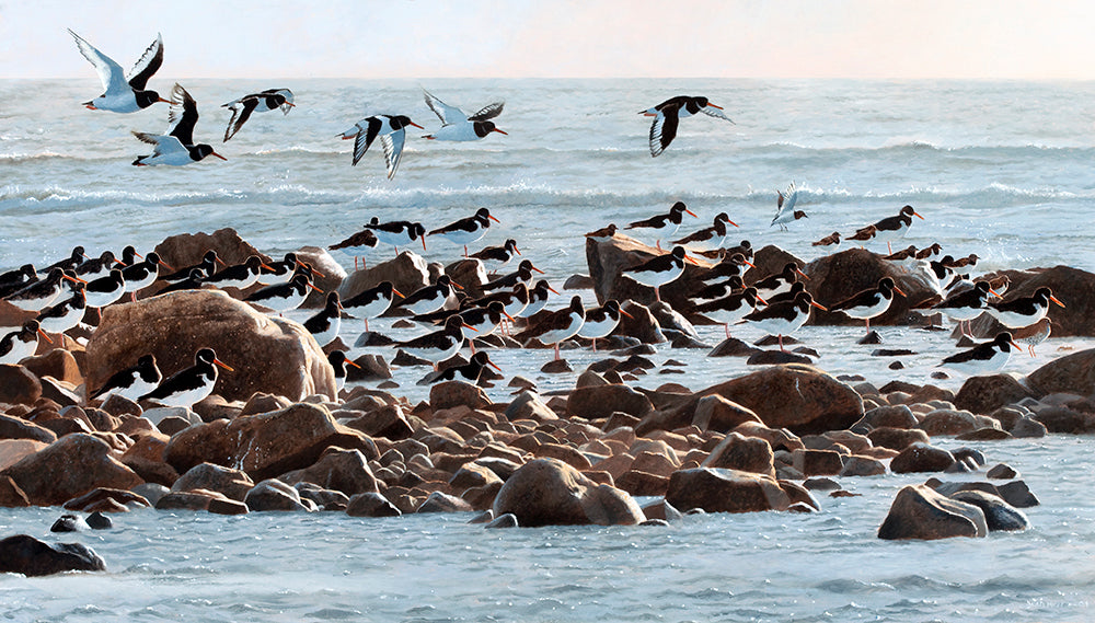 Bird art print of oystercatchers, redshank and turnstone as the tide turns, St. Ishmaels, Carmarthenshire. From an original painting by wildlife artist David Miller. 