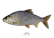 Fish art print of a roach from an original illustration by wildlife artist David Miller