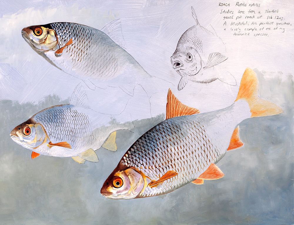 Fish art print of four roach from an original mixed media -oil and pencil - study painting by artist David Miller