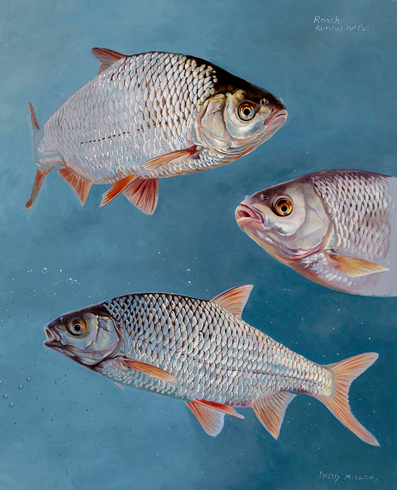 Fish art print of three roach studies in full colour by artist David Miller