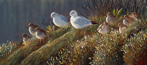 Bird art print of redshank and black headed gulls roosting amongst sea purslane on the edge of a marsh, Laugharne.