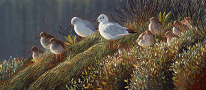 Bird art print of redshank and black headed gulls roosting amongst sea purslane on the edge of a marsh, Laugharne.