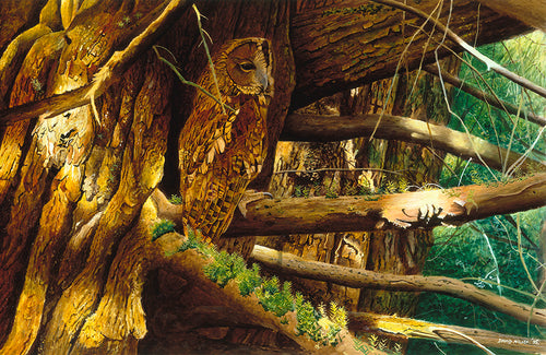 Bird art print of a tawny owl roosting in a yew tree by wildlife artist david miller