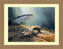 Load image into Gallery viewer, Salmon on the Fly