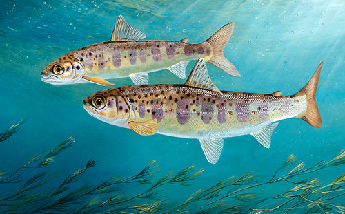 Salmon parr, ea rod licence artwork. Fish art print by artist David Miller