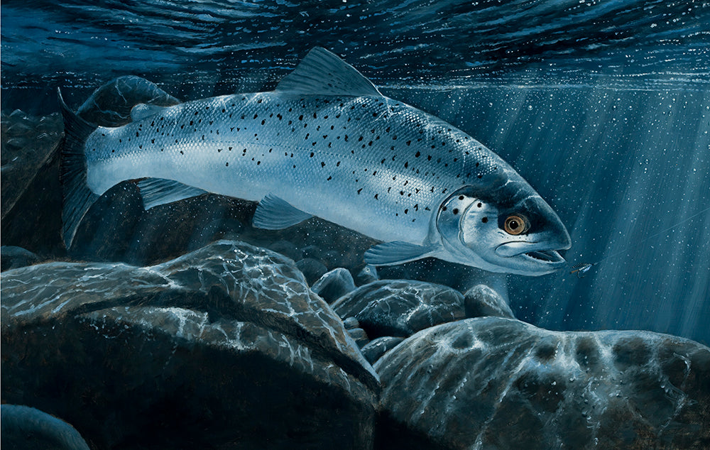 Sea trout environment agency rod licence print 2012 by wildlife artist David Miller. Salmo trutta.
