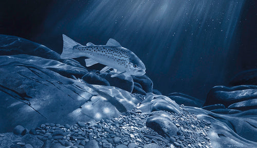 Sea Trout by Moonlight open edition fish art print of a sea trout underwater at night by wildlife artist David Miller. Salmo trutta.