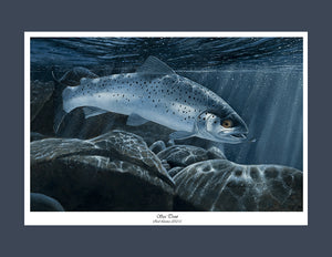 EA Sea Trout 2012-13