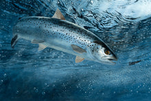 Load image into Gallery viewer, EA Sea Trout 2016-17