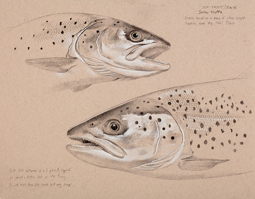 Sea Trout Studies