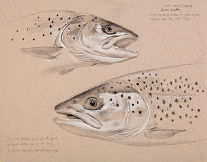 Sea Trout Studies