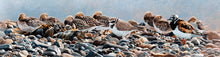 Load image into Gallery viewer, Bird art print of roosting Dunlin, Ringed Plover and Turnstone from n original painting by artist David Miller
