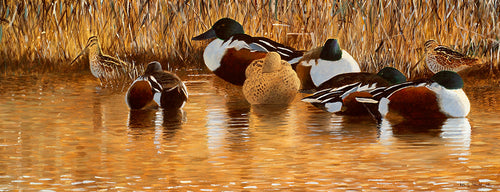 Bird art print of roosting shoveler and feeding snipe in golden light on a reed fringed river bank. From an original painting by wildlife artist David Miller