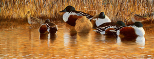 Bird art print of roosting shoveler and feeding snipe in golden light on a reed fringed river bank. From an original painting by wildlife artist David Miller