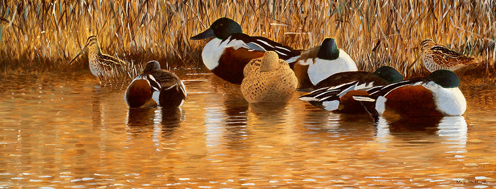 Bird art print of roosting shoveler and feeding snipe in golden light on a reed fringed river bank. From an original painting by wildlife artist David Miller