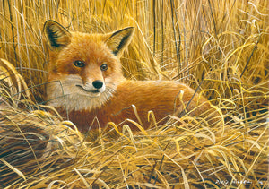 Early Morning Snooze Red Fox wildlife art print by David Miller. Vulpes vulpes.