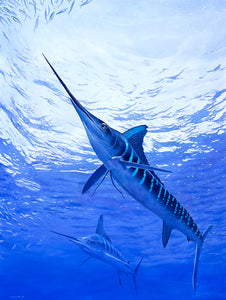 Underwater fish art print of two marlin from an original painting by David Miller