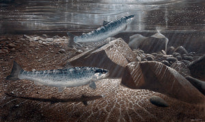 Sea trout, One on the Surface Lure limited edition game fish art print of sea trout underwater at night by wildlife artist David Miller. Salmo trutta.