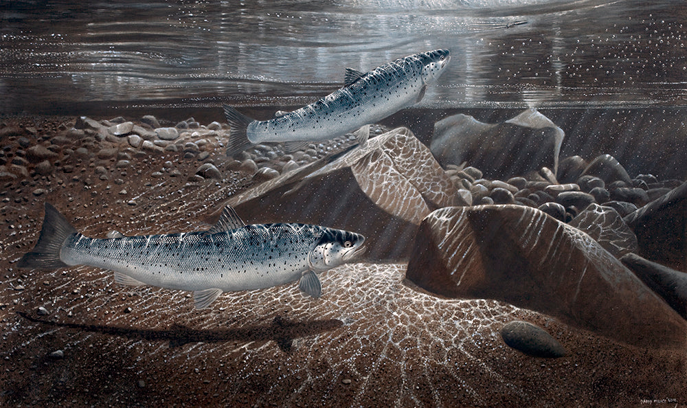 Sea trout, One on the Surface Lure limited edition game fish art print of sea trout underwater at night by wildlife artist David Miller. Salmo trutta.