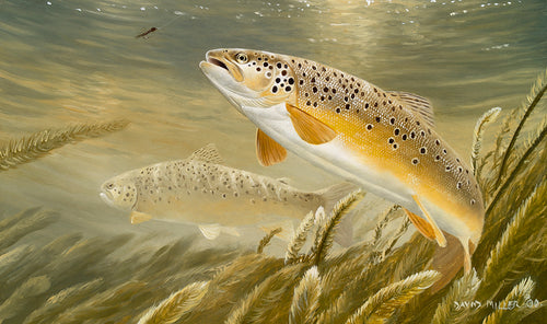 Fish art print of two trout underwater in a chalk-stream, one about to take a fisherman's fly.  from a painting by artist David Miller