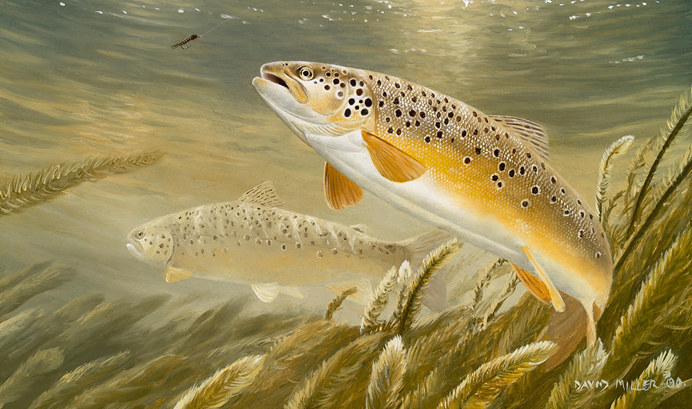 Fish art print of two trout underwater in a chalk-stream, one about to take a fisherman's fly.  from a painting by artist David Miller