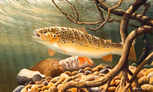 Brown trout sheltering amongst tree roots underwater, about to take a fisherman's fly. From an original painting by artist David Miller