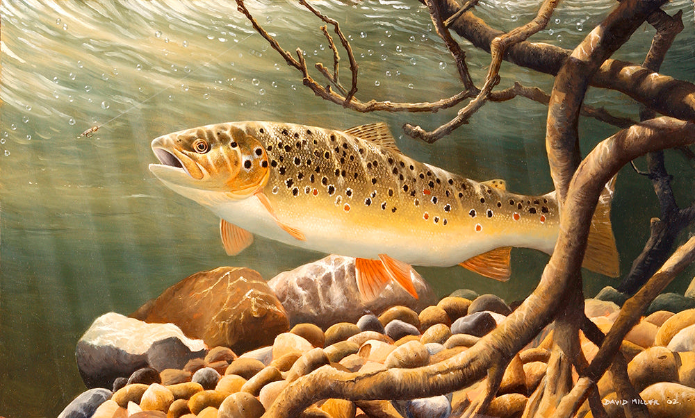 Trout in the Roots