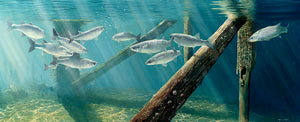Underwater mullet shoal in strong light beneath a wooden pier. Limited edition fish art print by wildlife artist David Miller