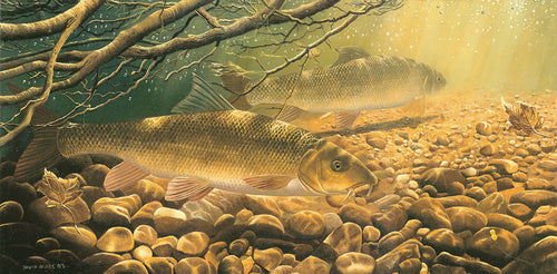 Under the Willows, Barbel
