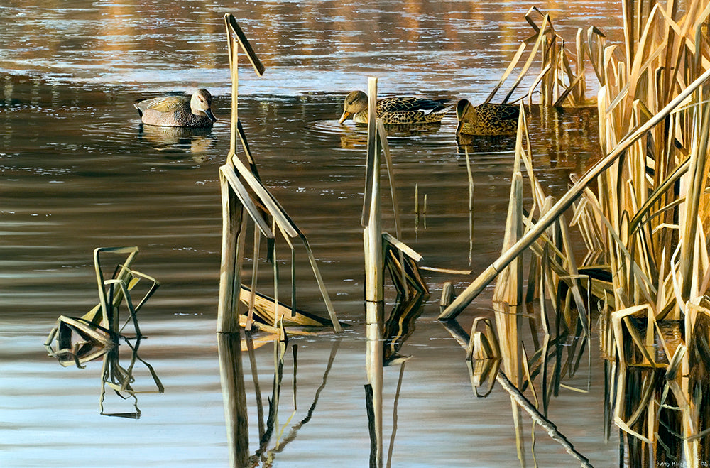 Bird art print of three gadwall on a pool amongst winter reedmace. from an original oil painting by artist David Miller