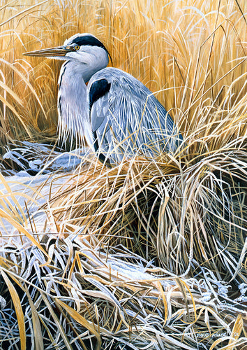 Bird art print of a grey heron stood amongst winter reeds in the snow from a painting by wildlife artist David Miller