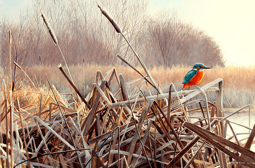 Bird art print of a kingfisher perched amongst winter reedmace stems on a frosty morning. From an original oil painting by wildlife artist David Miller